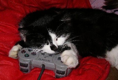 playe de chat